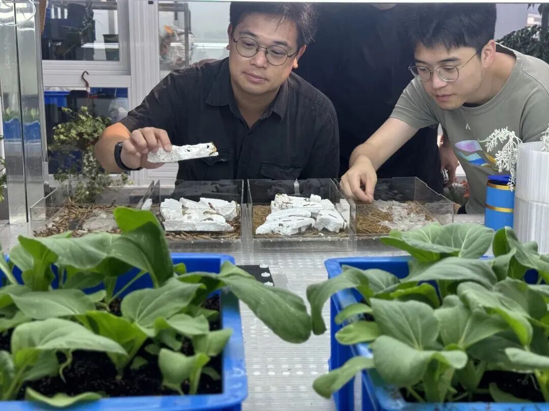 害虫降解